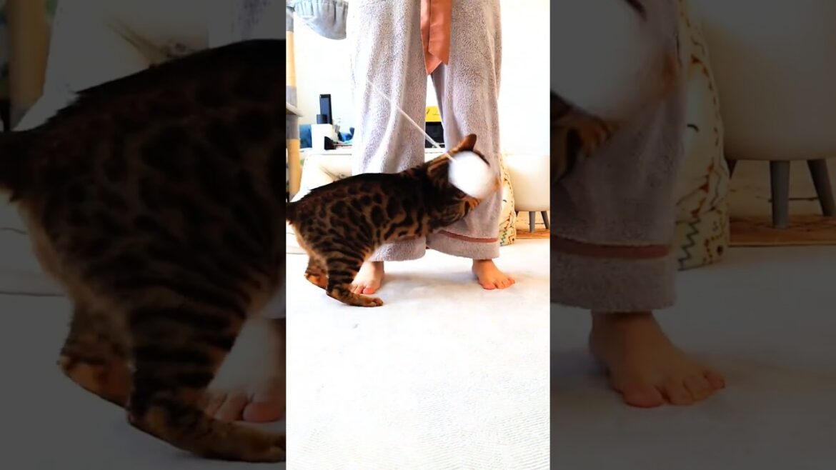飼い主｢動かざること山の如し｣ #猫 #猫動画 #猫のいる暮らし #ベンガル #cat #fyp #shorts #short