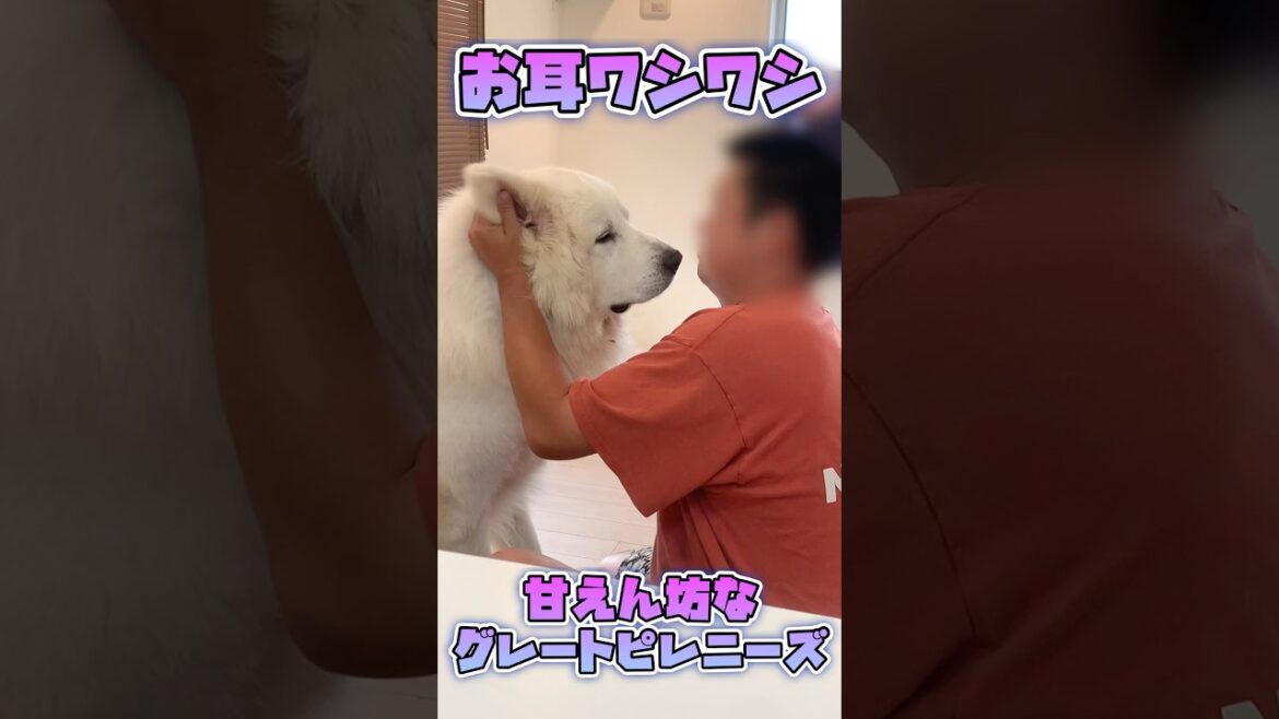 甘えん坊なグレートピレニーズの日課　　#shorts