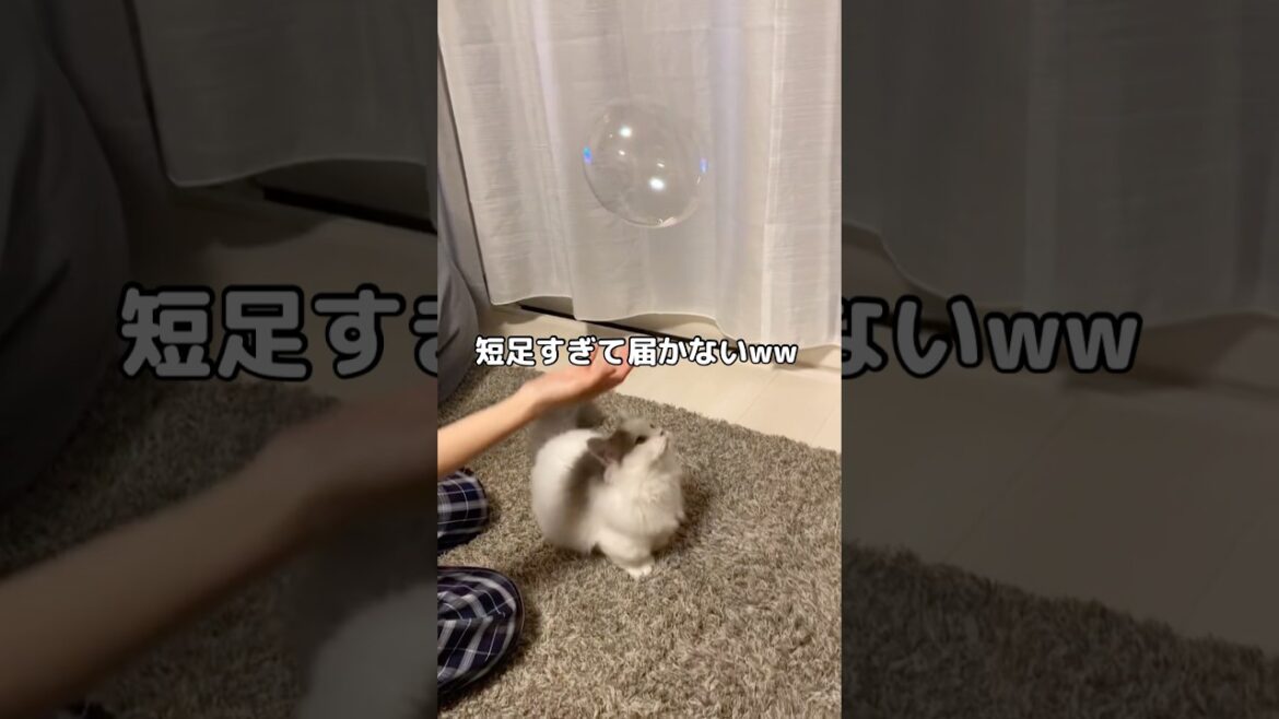 短足すぎて泡に届かないマンチカン #マンチカン #マンチカン短足 #shorts