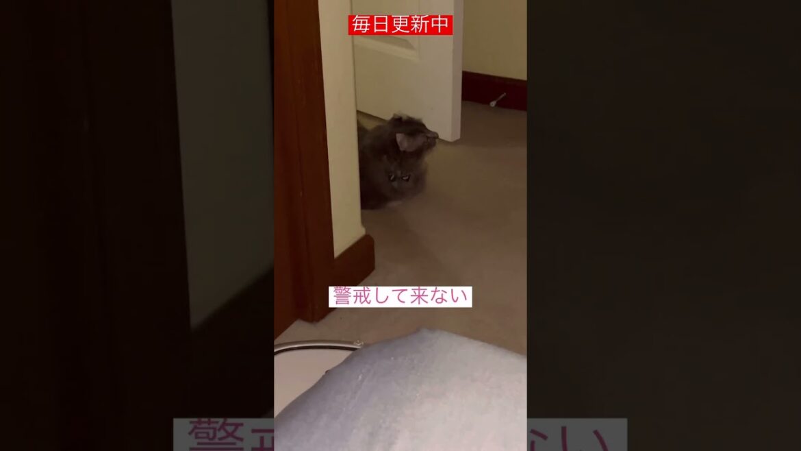 慎重に #ねこ動画 #アメリカンカール