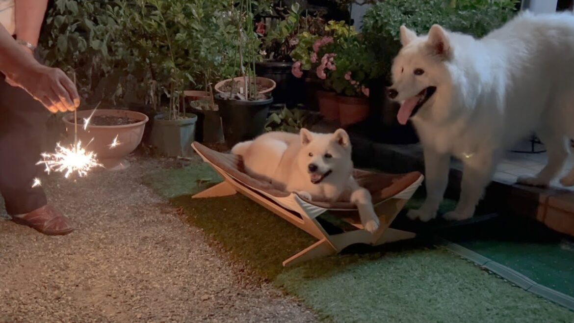 特等席のカップルシートで花火を楽しむ柴犬とサモエド