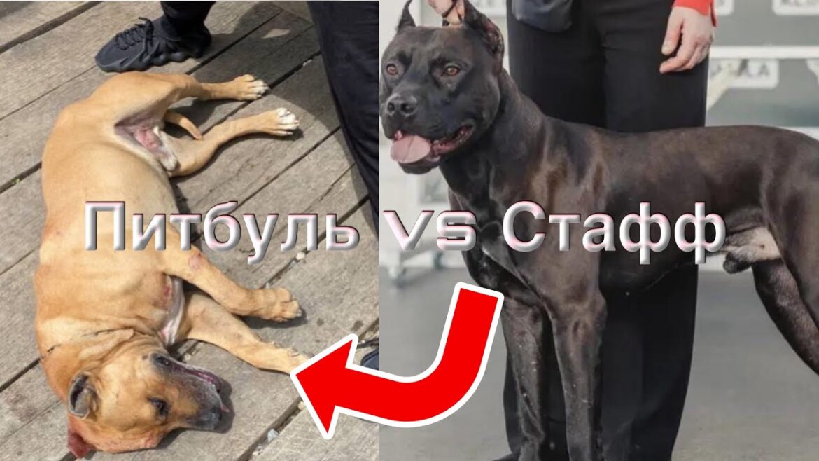 Питбуль Vs Амстафф. Драка. Кто кого?