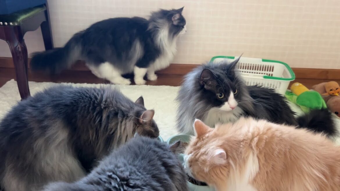 【まったり】みんなでご飯を食べて、今日ものびのび暮らすもふ猫たち🩷ノルウェージャンフォレストキャットとターキッシュアンゴラ 【まったり】みんなでご飯を食べて、今日ものびのび暮らすもふ猫たち🩷ノルウェージャンフォレストキャットとターキッシュアンゴラ