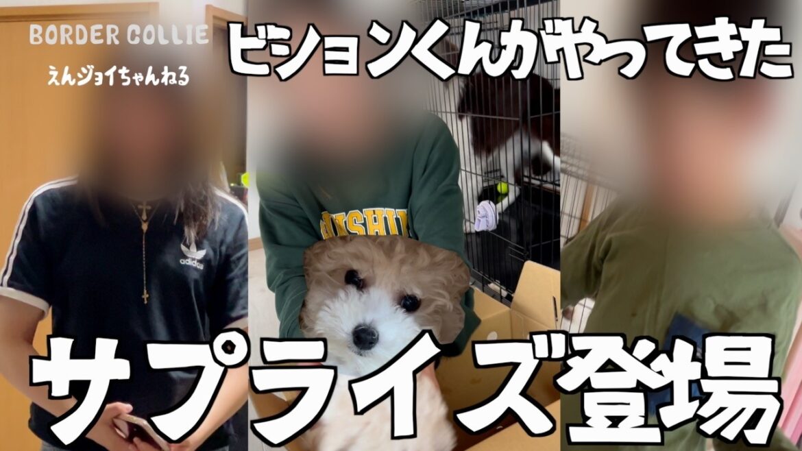 ＃58【ビションフリーゼがやって来た！サプライズ登場に三姉弟の反応は？！】ボーダーコリーのジョイくん