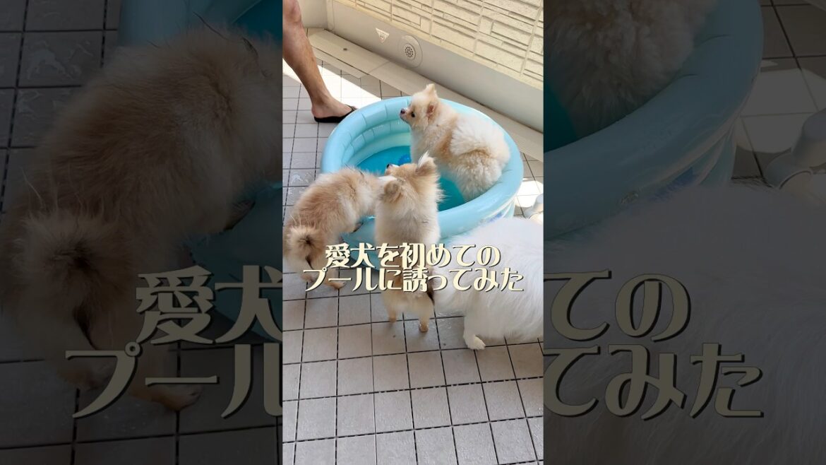 【初めて】愛犬とプール開きしました⛱️🏖️🍉#ポメラニアン #夏休み#fyp#pomeranian #dog #犬のいる暮らし #熱中症　#子犬