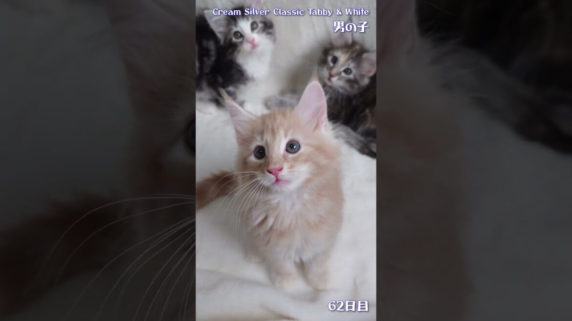 ツキミの子猫 しゃけ 62日目 #ノルウェージャンフォレストキャット #shorts #kitten #cat