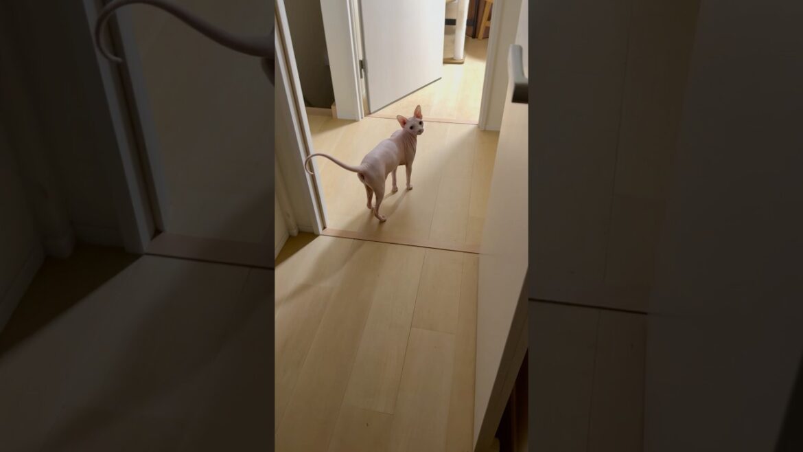 猫の鳴き声っぽくないw毛のない猫【スフィンクス】