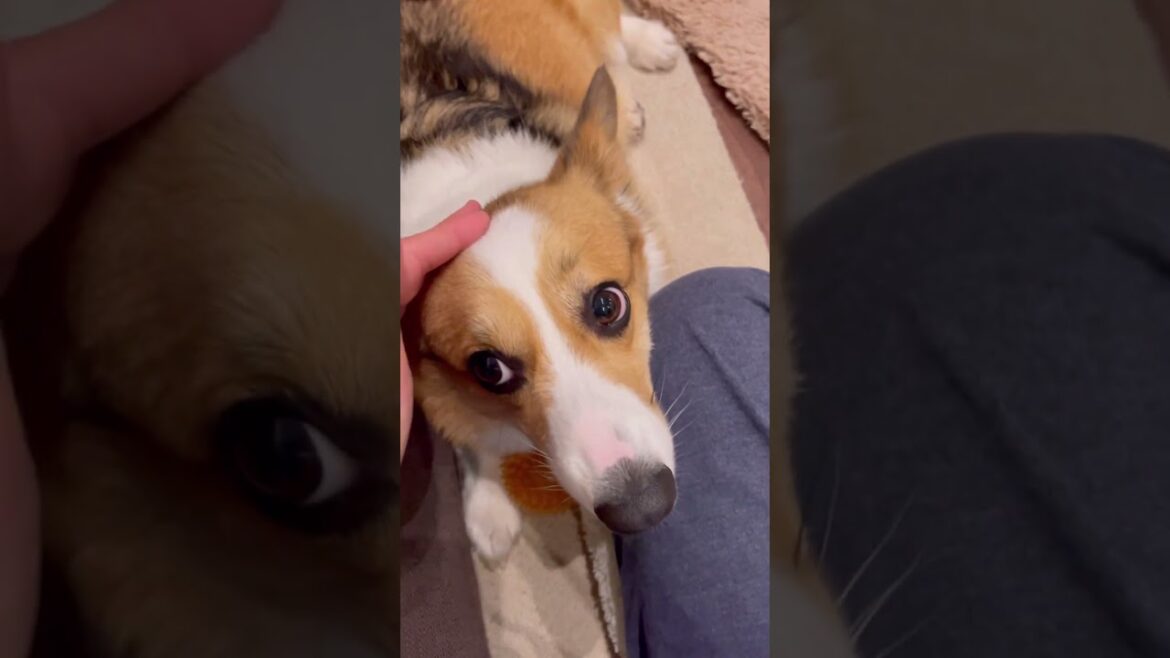 なでなで大好きなコーギーが可愛い#shorts なでなで大好きなコーギーが可愛い#shorts