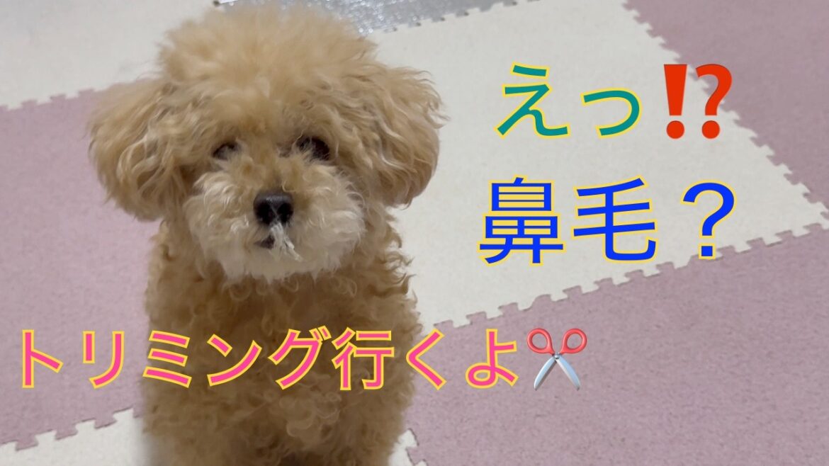 ボサボサすぎて鼻毛が生えたトイプードルトリミングに行く！３coinsで激安犬服買ってきたよ
