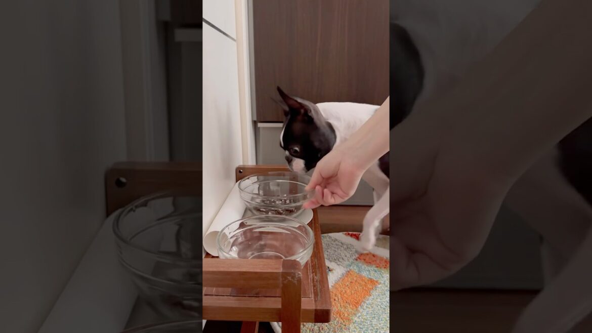 おはよう！メルの朝ごはん #ボストンテリア #ボステリ #bostonterrier