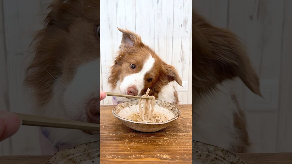 お蕎麦を美味しそうに食べる犬と羨ましそうに見る犬が可愛すぎました😂【ASMR】【ボーダーコリー】 お蕎麦を美味しそうに食べる犬と羨ましそうに見る犬が可愛すぎました😂【ASMR】【ボーダーコリー】