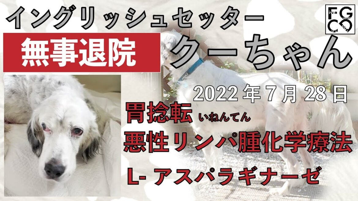無事退院　イングリッシュセッター　クー　「胃捻転」「悪性リンパ腫」闘病生活