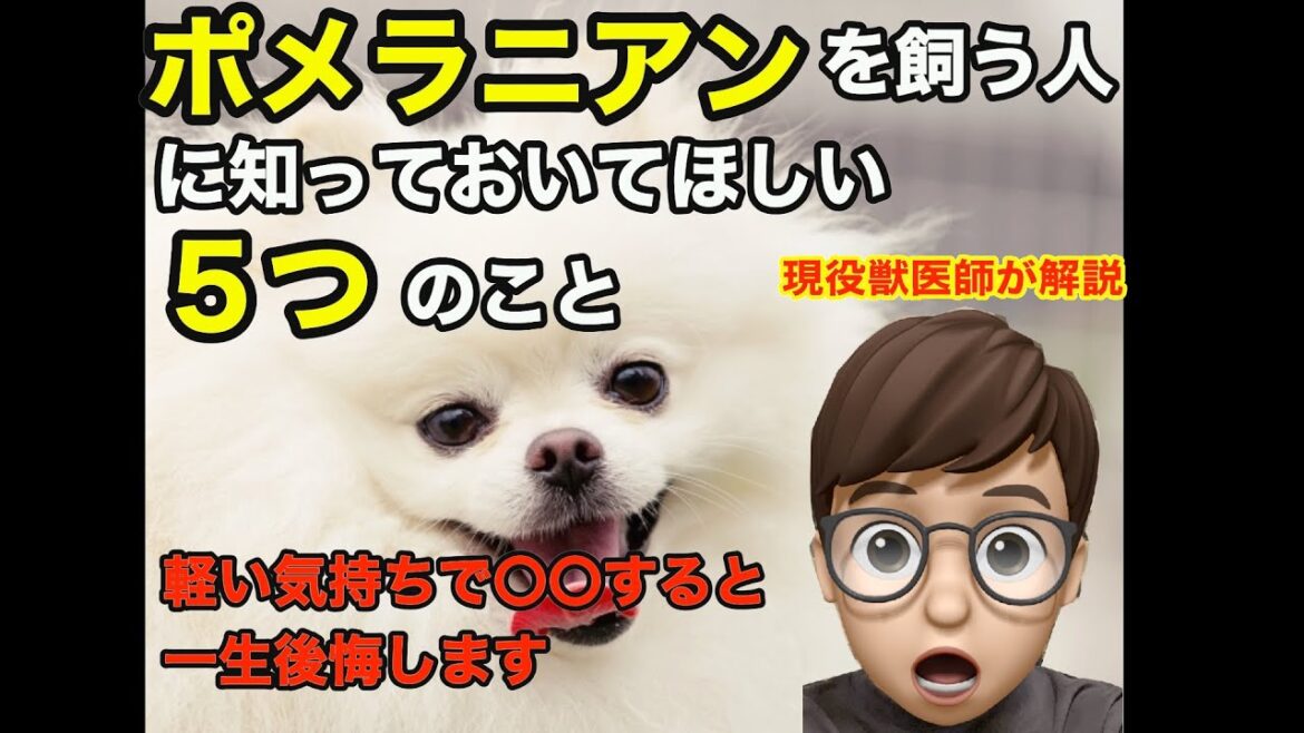 【獣医師が解説】ポメラニアンを飼う人が知っておくべき5つのこと〜飼ってから後悔しないために〜 【獣医師が解説】ポメラニアンを飼う人が知っておくべき5つのこと〜飼ってから後悔しないために〜