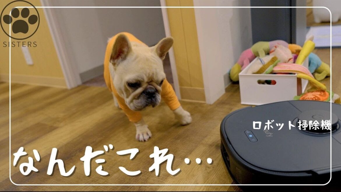 ついにロボット掃除機デビュー！愛犬たちの反応が意外すぎたw