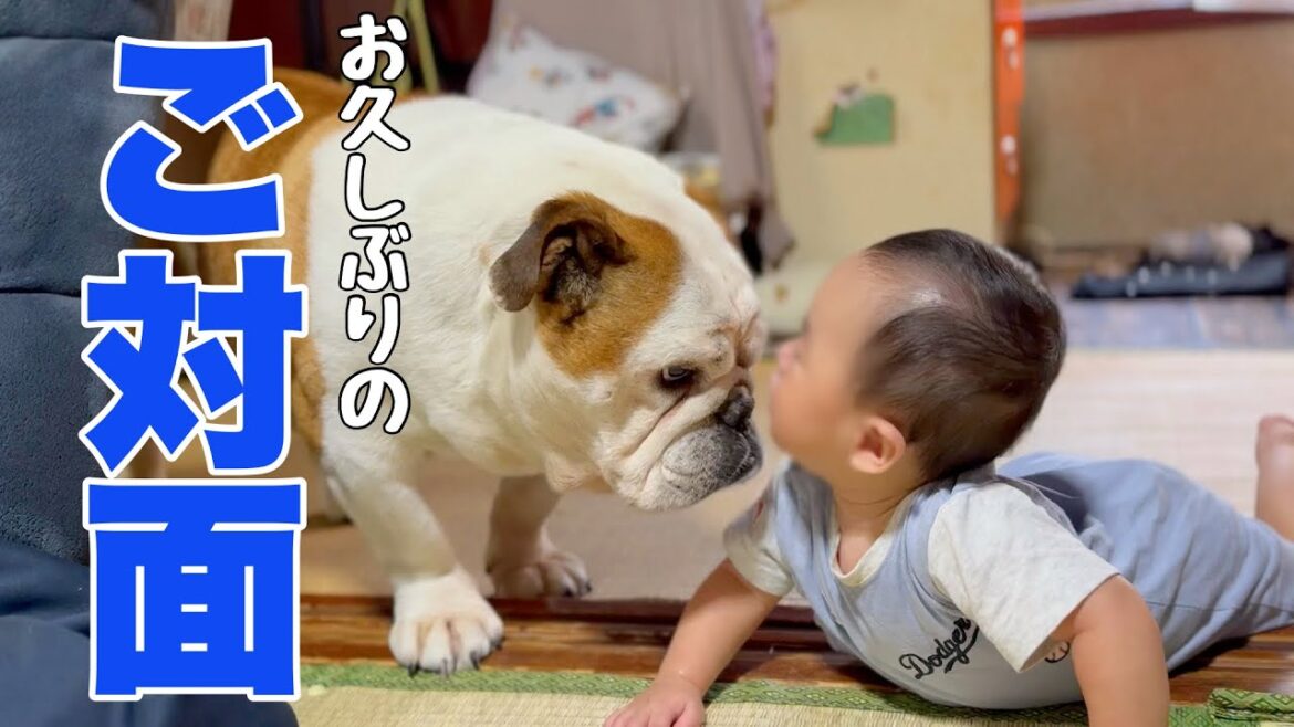 お久しぶりに会った2人…怪獣になってたふわふわちゃん