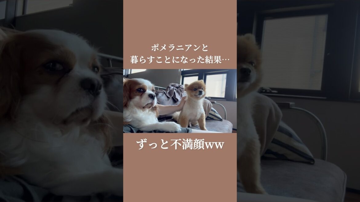 不機嫌そうな犬見知りのキャバリア #shorts #ポメラニアン 不機嫌そうな犬見知りのキャバリア #shorts #ポメラニアン
