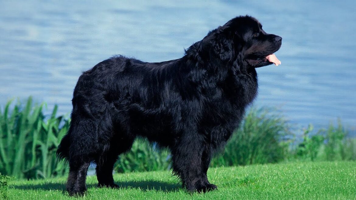 最も怠け者の犬種7選 最も怠け者の犬種7選