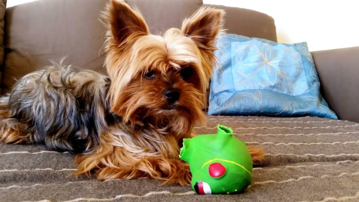 Top 7 Benefits of Owning a Yorkie – Why This Tiny Dog Makes a Big Companion"
