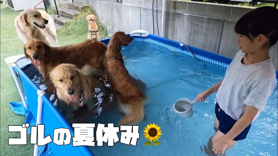 暑いけど兄弟姉妹とたくさん遊んで楽しむゴールデンレトリバーの夏休み 暑いけど兄弟姉妹とたくさん遊んで楽しむゴールデンレトリバーの夏休み