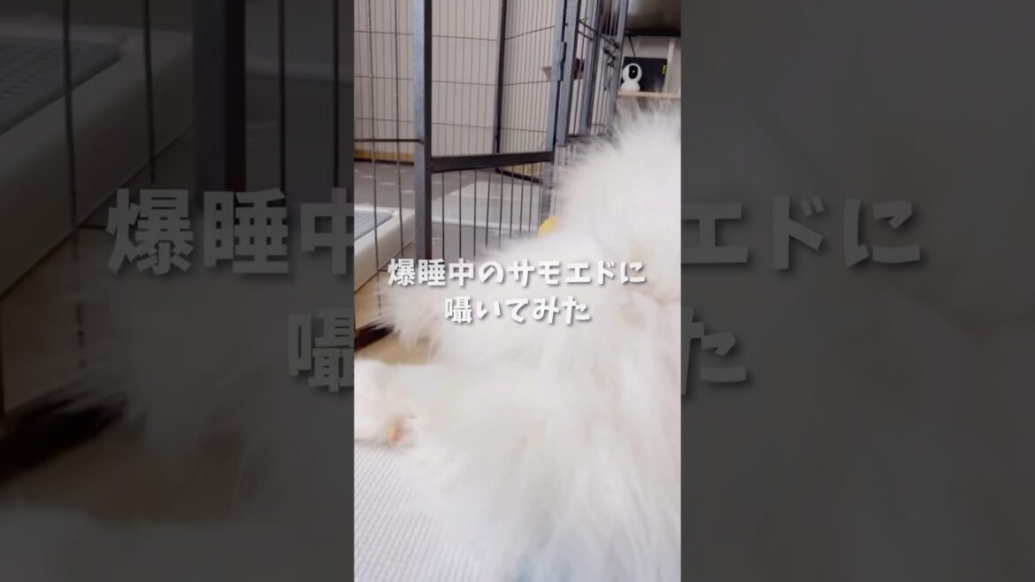 爆睡中のサモエドに〇〇と囁いてみた。 #samoyed #サモエド #癒し