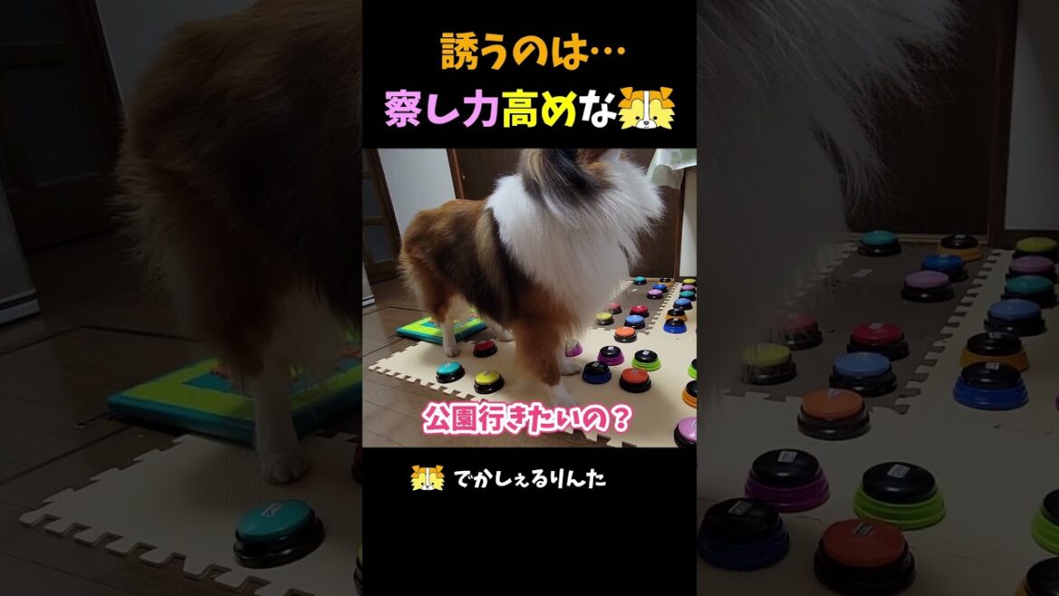 誘うのは⋯察し力高めなシェルティ【会話ボタンでしゃべる犬】 #shorts #犬