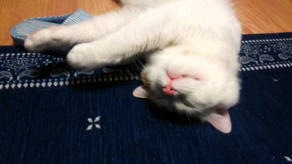 ターキッシュバンもちくん寝相