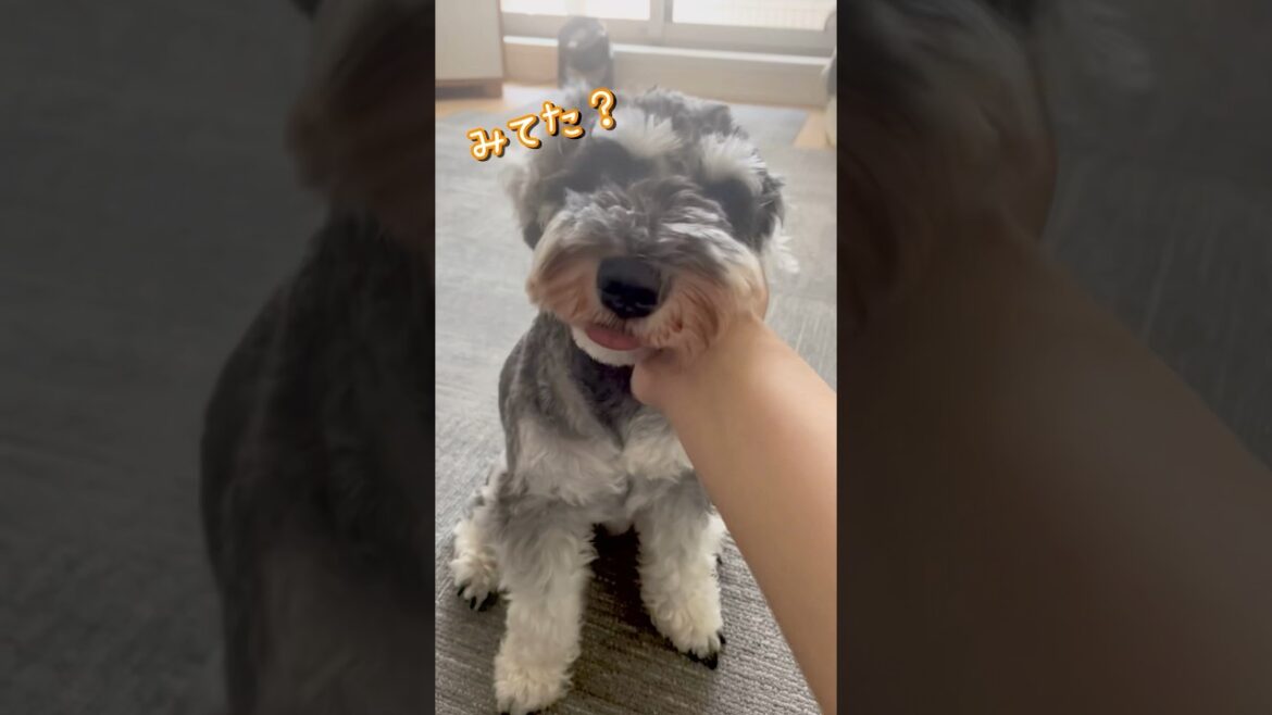 飼い主の手を完全に操る犬🐶 #ミニチュアシュナウザー #かわいい#schnauzer #dog #shorts