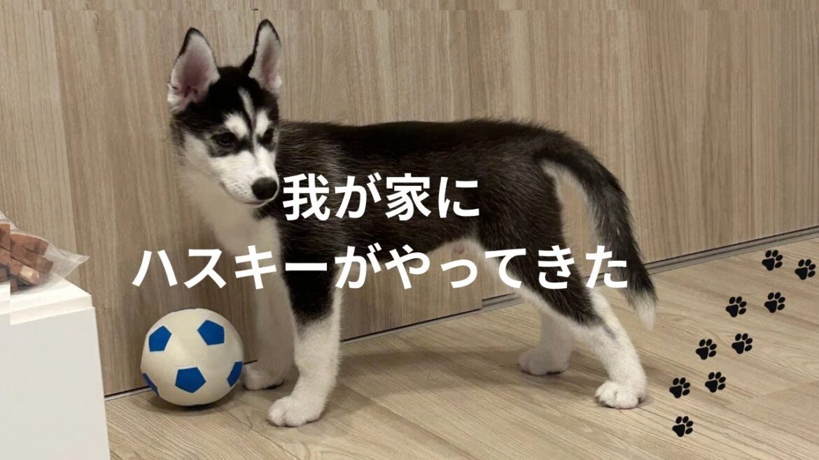 シベリアンハスキーが我が家にやってきた。