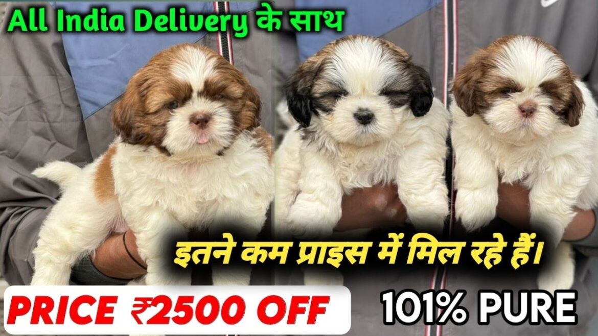 Cheapest Price Shihtzu Puppies Available For Sale in Delhi | Delhi NCR Dog Market