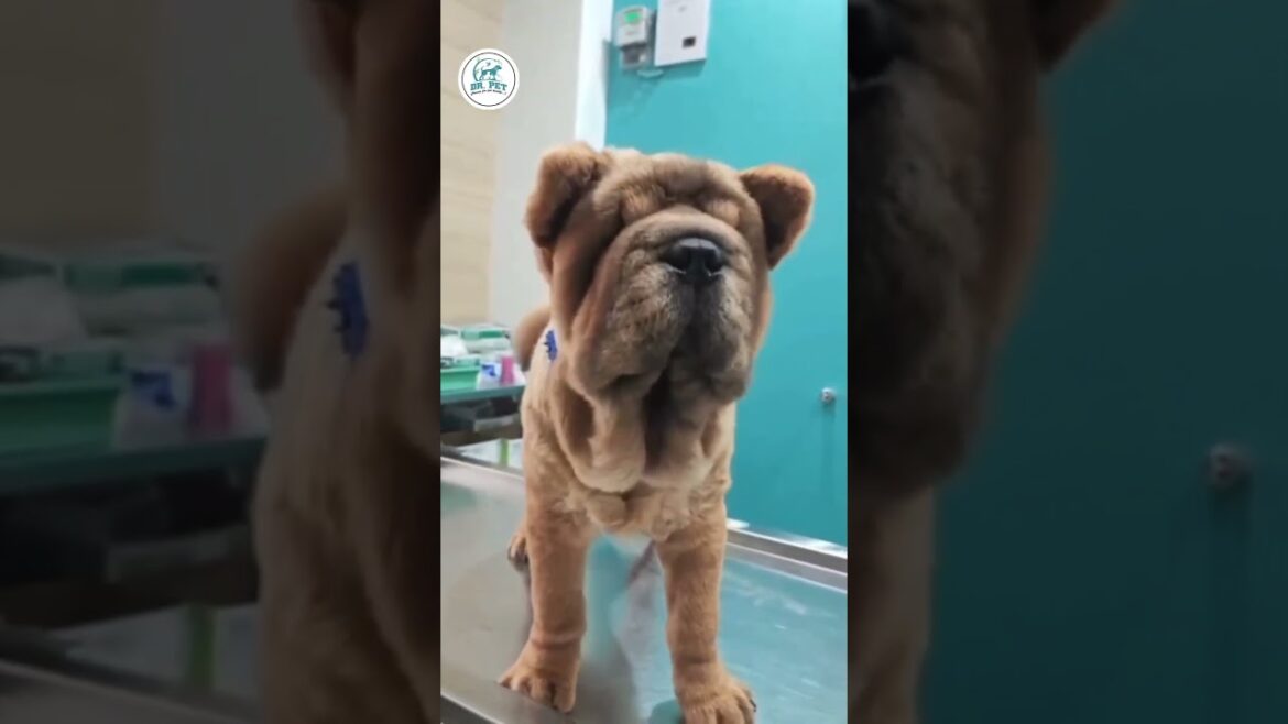 Majestic Guardian: The Neapolitan Mastiff #neapolitanmastiff #pets #dogshorts #dogvideos #dogwalk