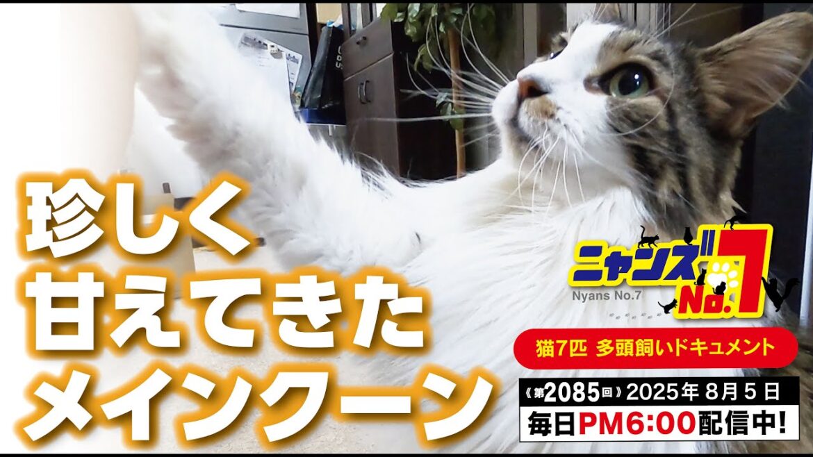 《第2085回》珍しく甘えてきたメインクーン