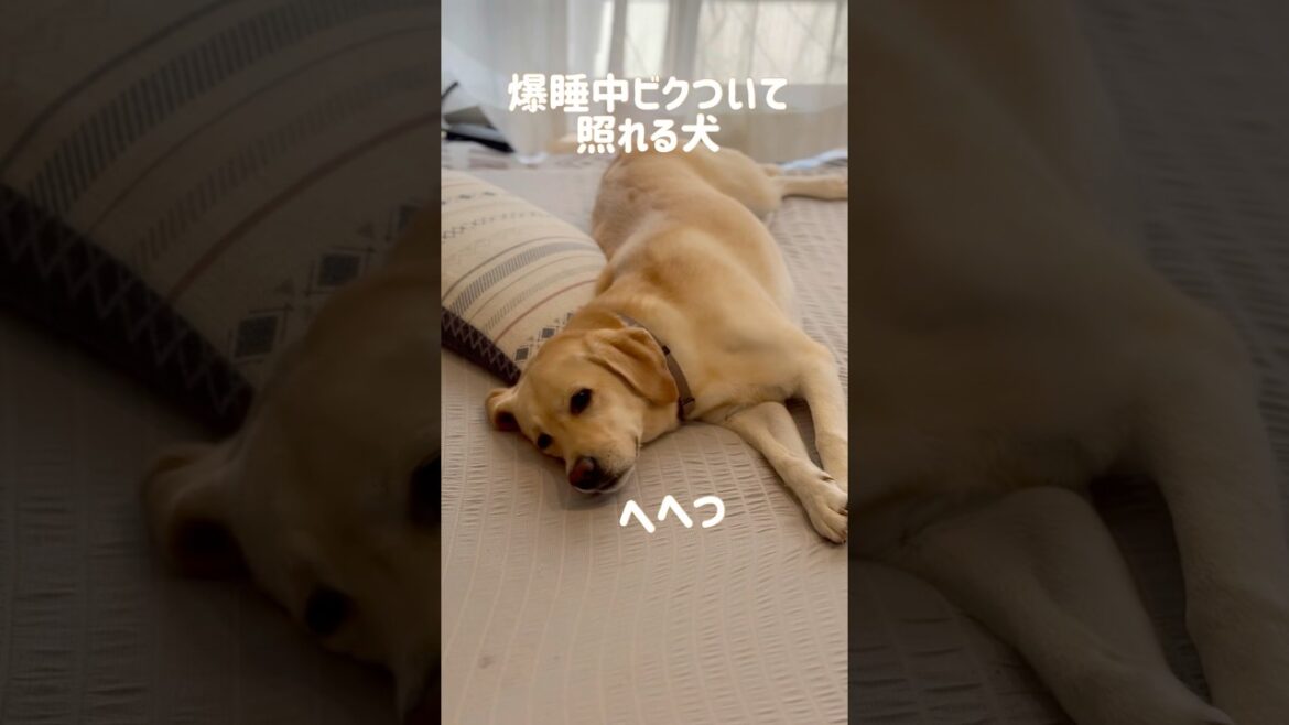 爆睡中ビクついて照れる犬★#shorts #labradorretriever #ラブラドールレトリバー #大型犬 #可愛い #癒し #爆睡 #寝顔