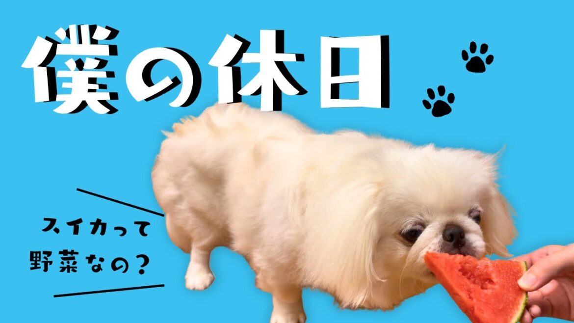 【とある休日】30代主婦と犬のゆるい日常/ペキニーズのぺたろー 【とある休日】30代主婦と犬のゆるい日常/ペキニーズのぺたろー