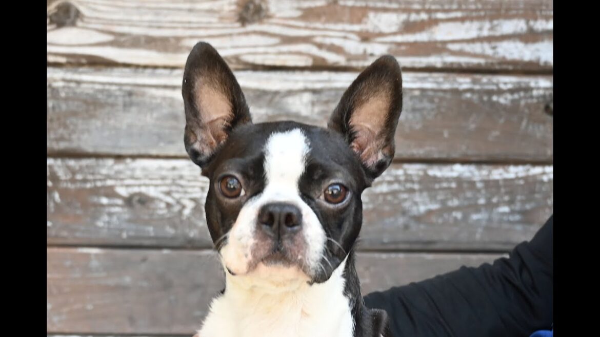 ボストンテリア（7/29）産まれました　広島県広島市　ブリーダー