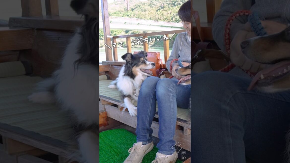 岩国・錦帯橋のペットと乗る屋形船を楽しむ愛犬たち #オーストラリアンシェパード #ボーダーコリー