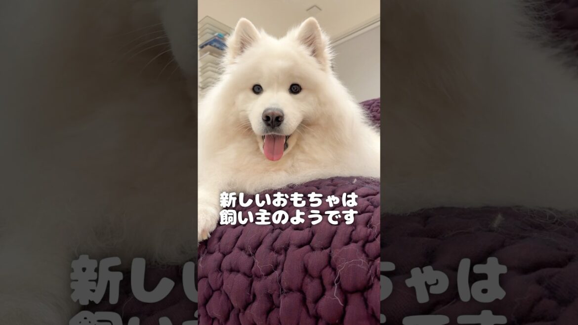 ママをおもちゃにするサモエド　#samoyed #サモエド