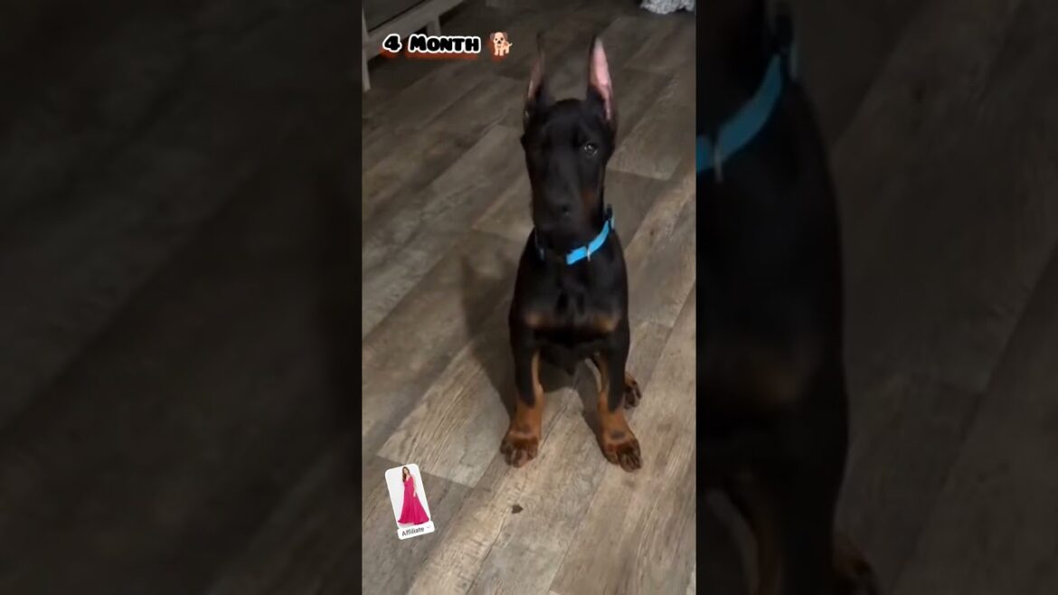 3 Weeks to One Year Doberman transformation #feed #transformation #doberman #love #shots #dogs#cute