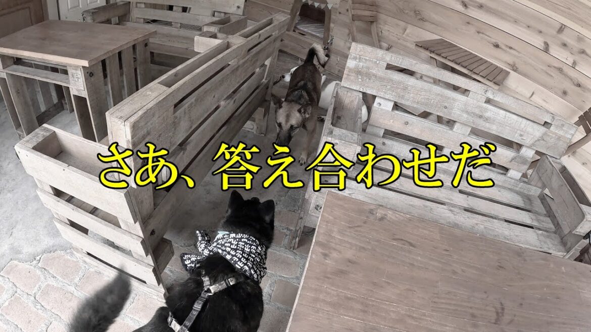【甲斐犬】さあ、答え合わせだ【謎の犬の正体】