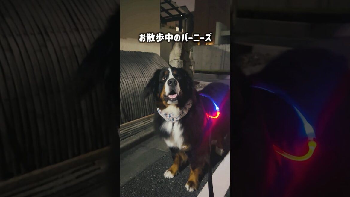 誰かに会いたくて…夜の道で立ち尽くすバーニーズ🐾