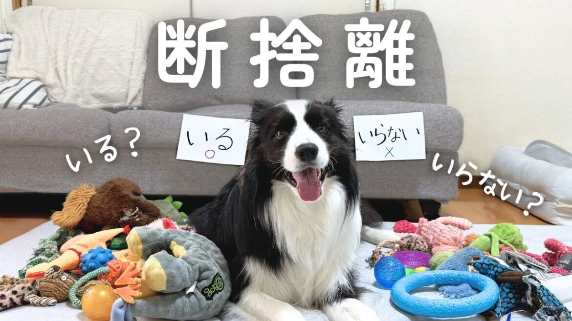 ついに断捨離しました。【ボーダーコリー】