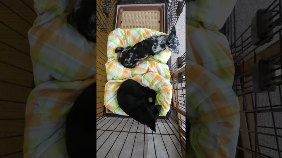 我が家にとっては激レアな、2人一緒に寝る姿　#すみぞ #スキッパーキ #チワワ #ミックス犬