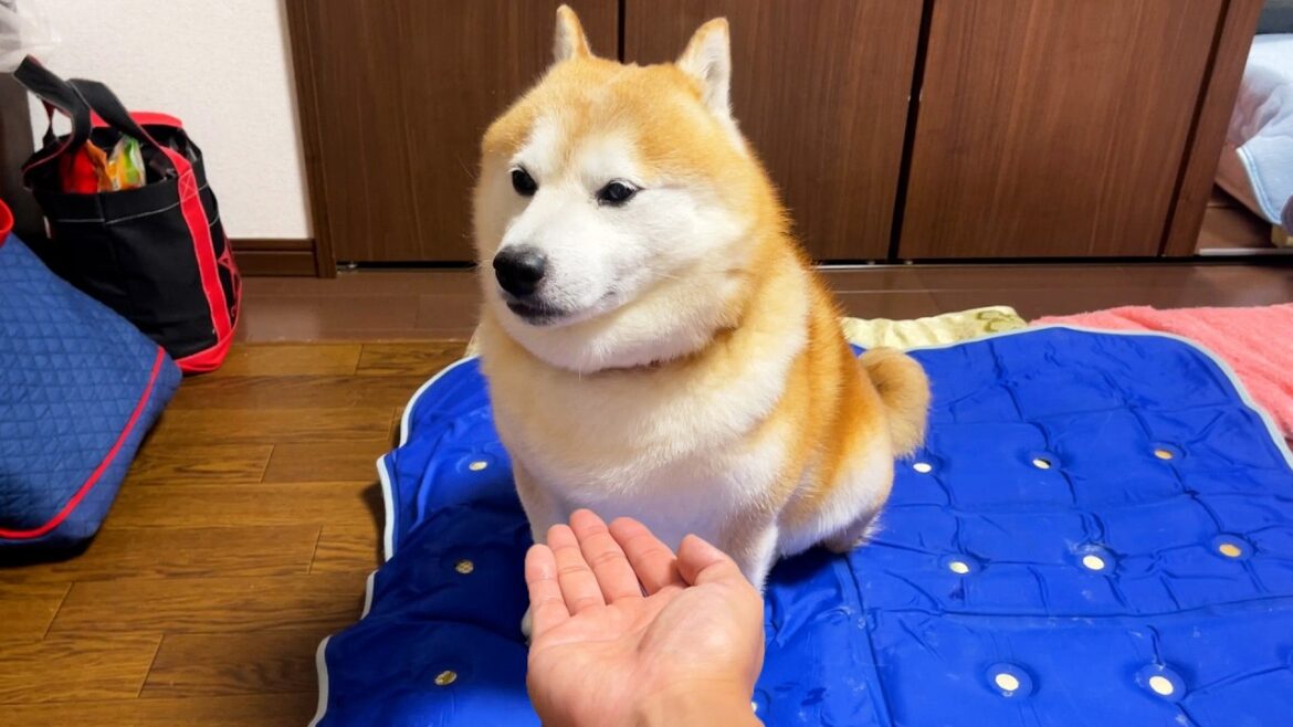 雷が鳴ってちょっとビビってる柴犬にお手を要求してみると・・・