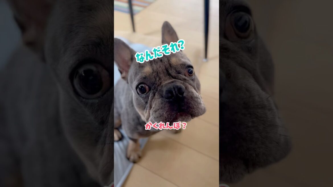 愛犬にかくれんぼを教えようとしたのですが…www #shorts