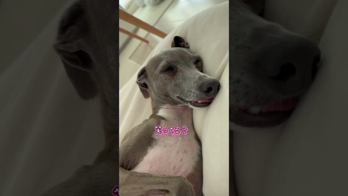 爆睡するバニちゃん#イタグレ #イタリアングレーハウンド #犬のいる生活 #dog #可愛い #いぬ #愛犬 #ig