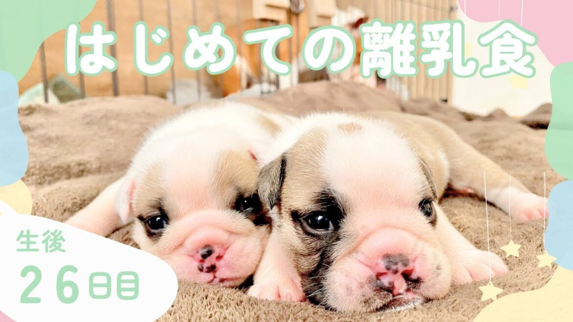 生後２６日目　ブルドッグの子犬たち　はじめての離乳食🐶