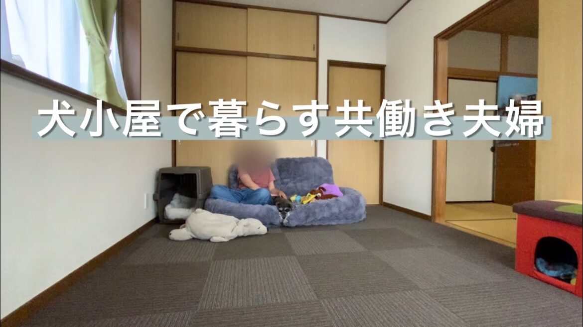 ふわとろソファベッド｜ミニチュアシュナウザー｜アパート暮らし