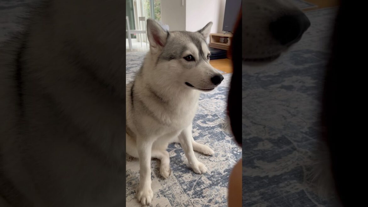 何度もちょっかいをかけてくる母に呆れるハスキー #シベリアンハスキー #ハスキー #ハスキー犬 何度もちょっかいをかけてくる母に呆れるハスキー #シベリアンハスキー #ハスキー #ハスキー犬