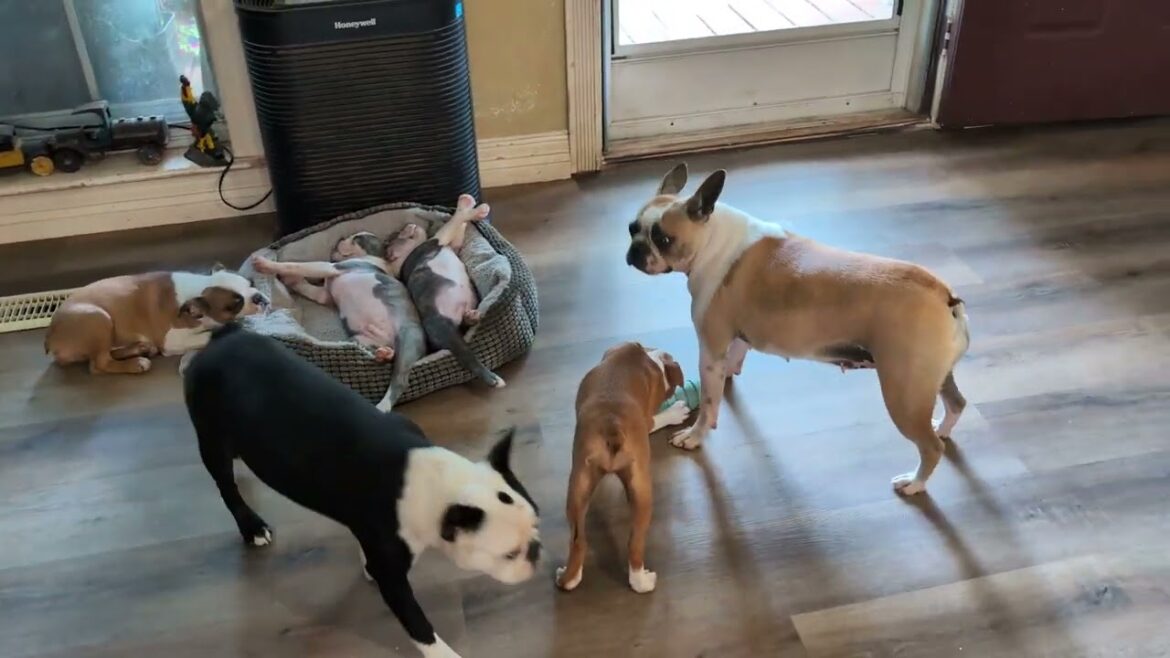 優しい犬たち: 優しい一面を見せるボストンテリア 10 匹 🐕✨❤️🐾