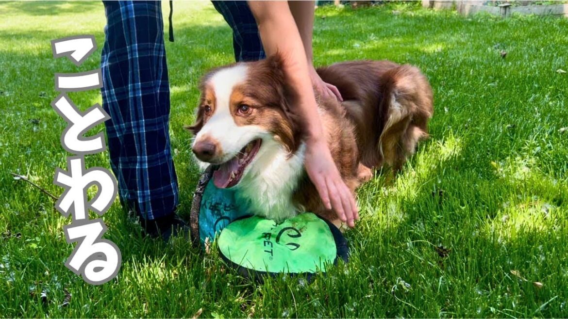 フリスビーを独り占めする大型犬に激おこなJK笑|オーストラリアンシェパード