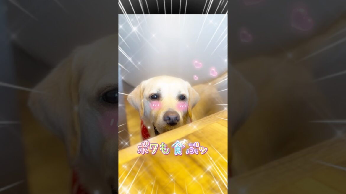 一緒に食ぶっと なんでんかんでん美味しかとです♪♪🐶💕